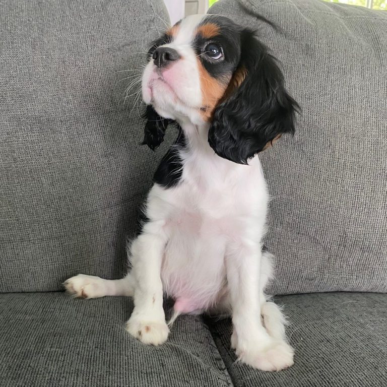 Cavalier King Charles Spaniel puppy