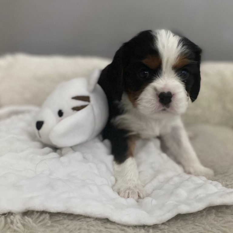 Cavalier King Charles Spaniel puppy