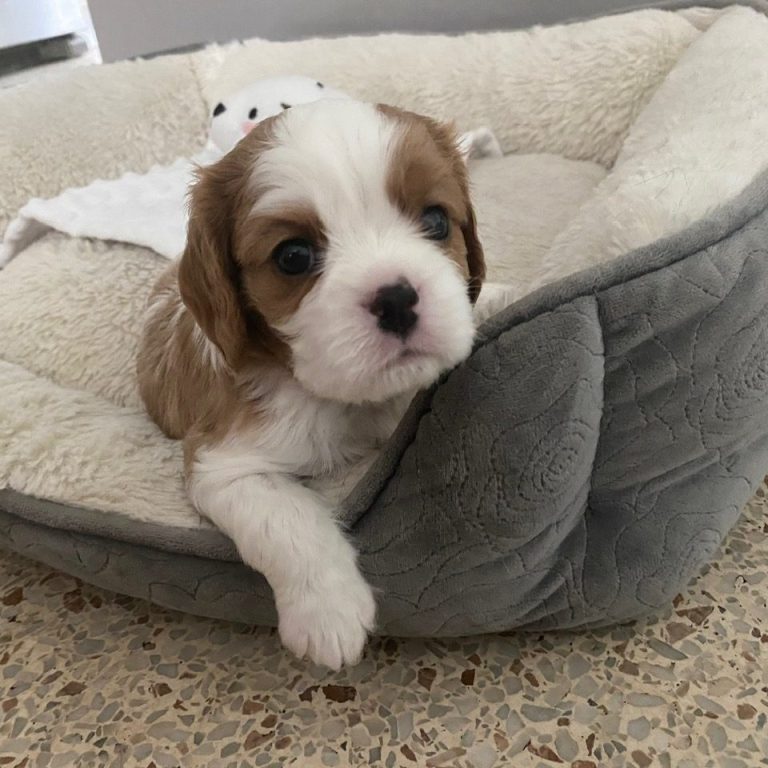 Cavalier King Charles Spaniel puppy