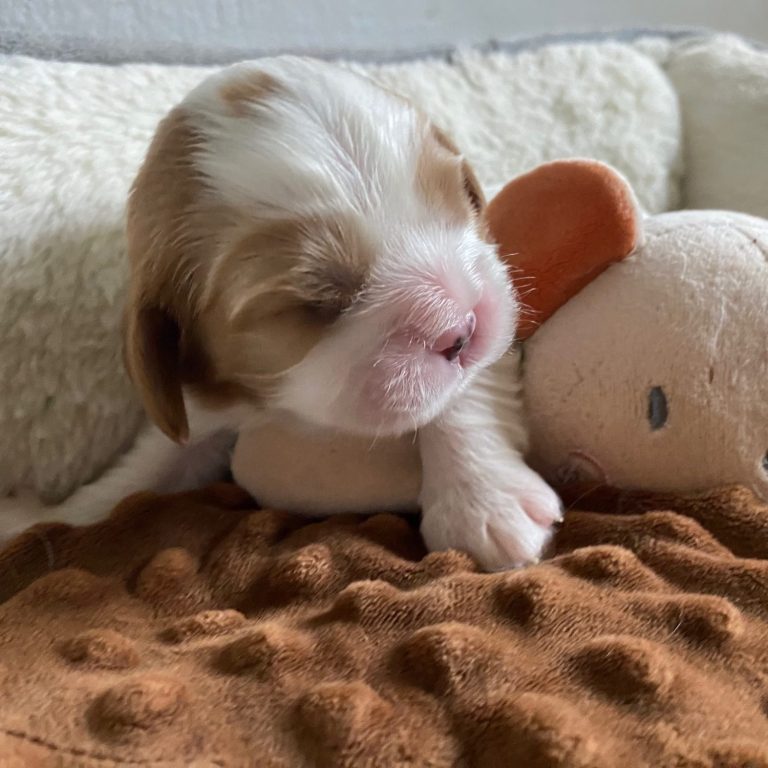 Cavalier King Charles Spaniel puppy