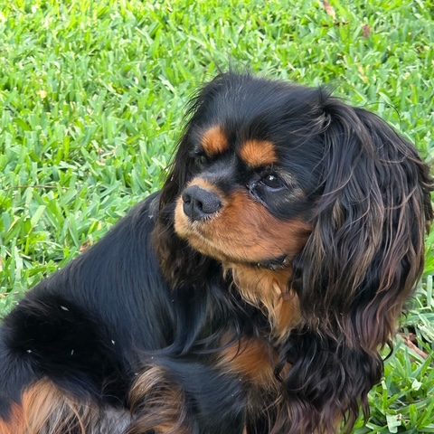 Arthus, our Black & Tan Cavalier parent