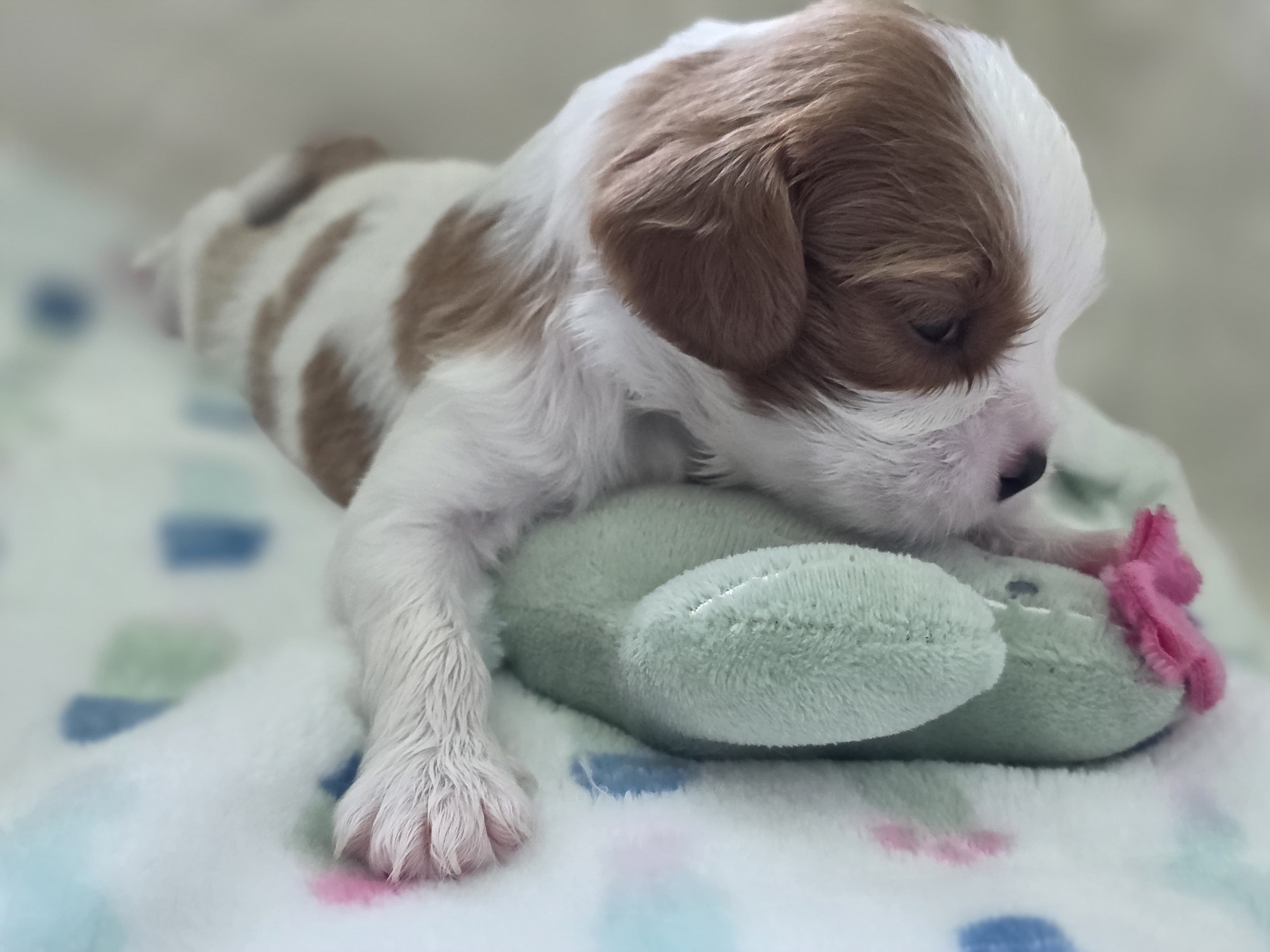 Bean, Male Blenheim Cavalier puppy
