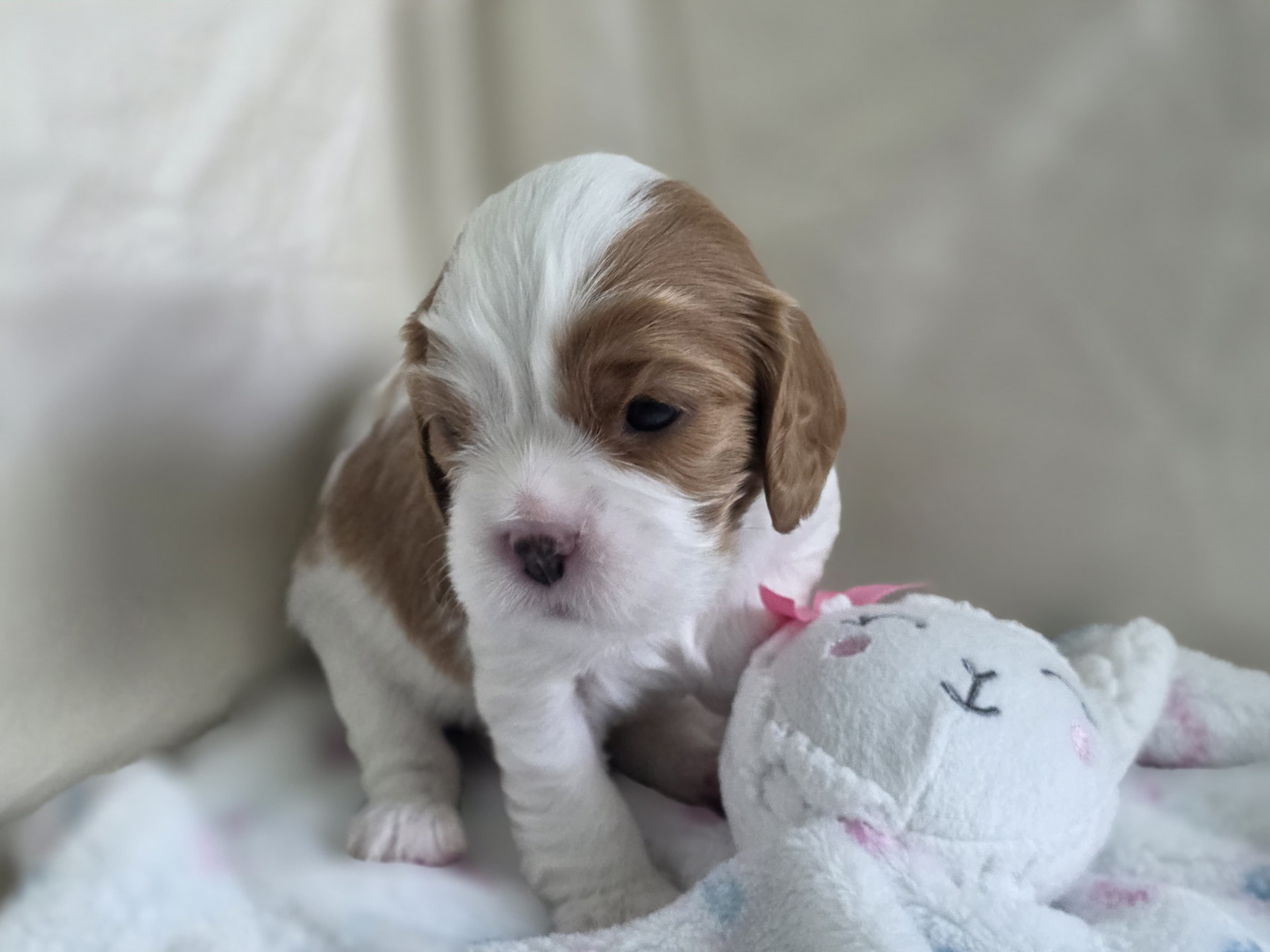 Budapest, Male Blenheim Cavalier puppy