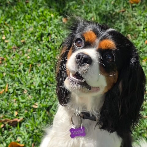 Vanille, our Tri-color Cavalier parent