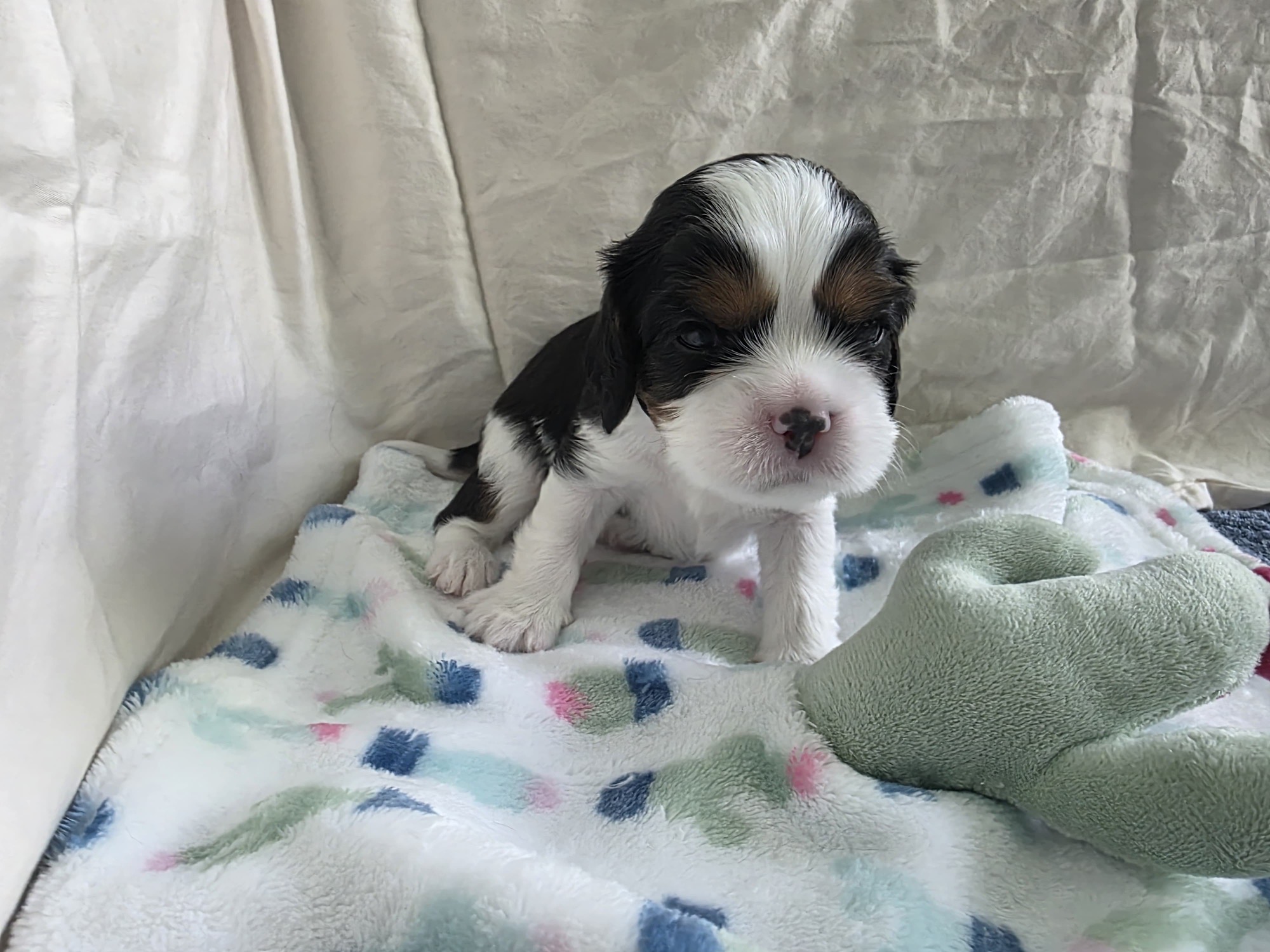 Bonaparte, Male Tri-color Cavalier puppy