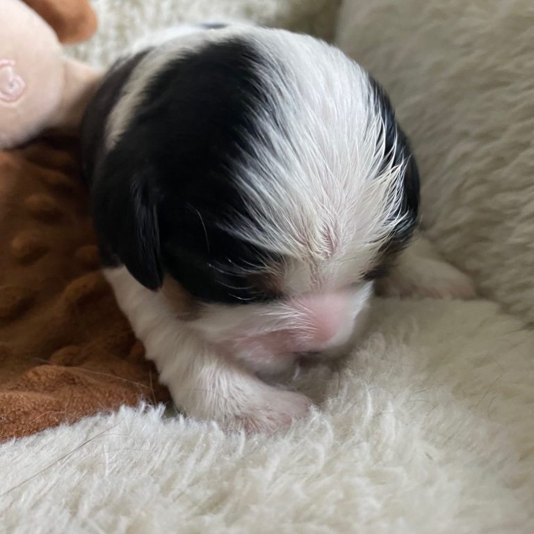 Cavalier King Charles Spaniel puppy