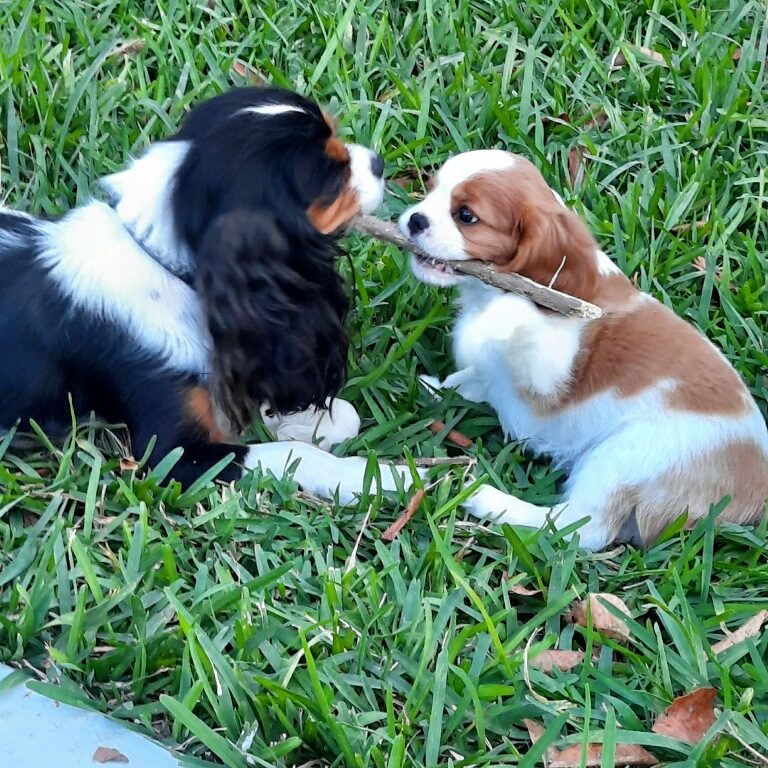 Cavalier King Charles Spaniel puppy resting with a plush toy