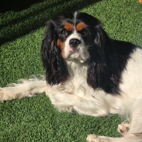 Tyfenn, our Tri-color Cavalier parent
