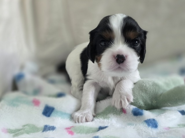 Booba, Male Tri-color Cavalier puppy