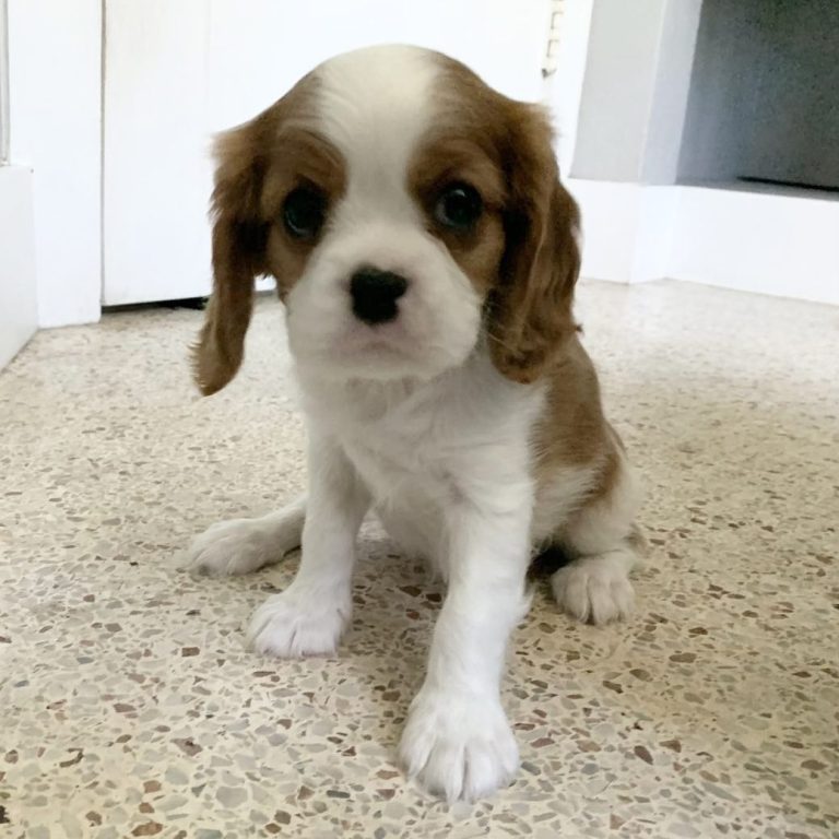 Cavalier King Charles Spaniel puppy