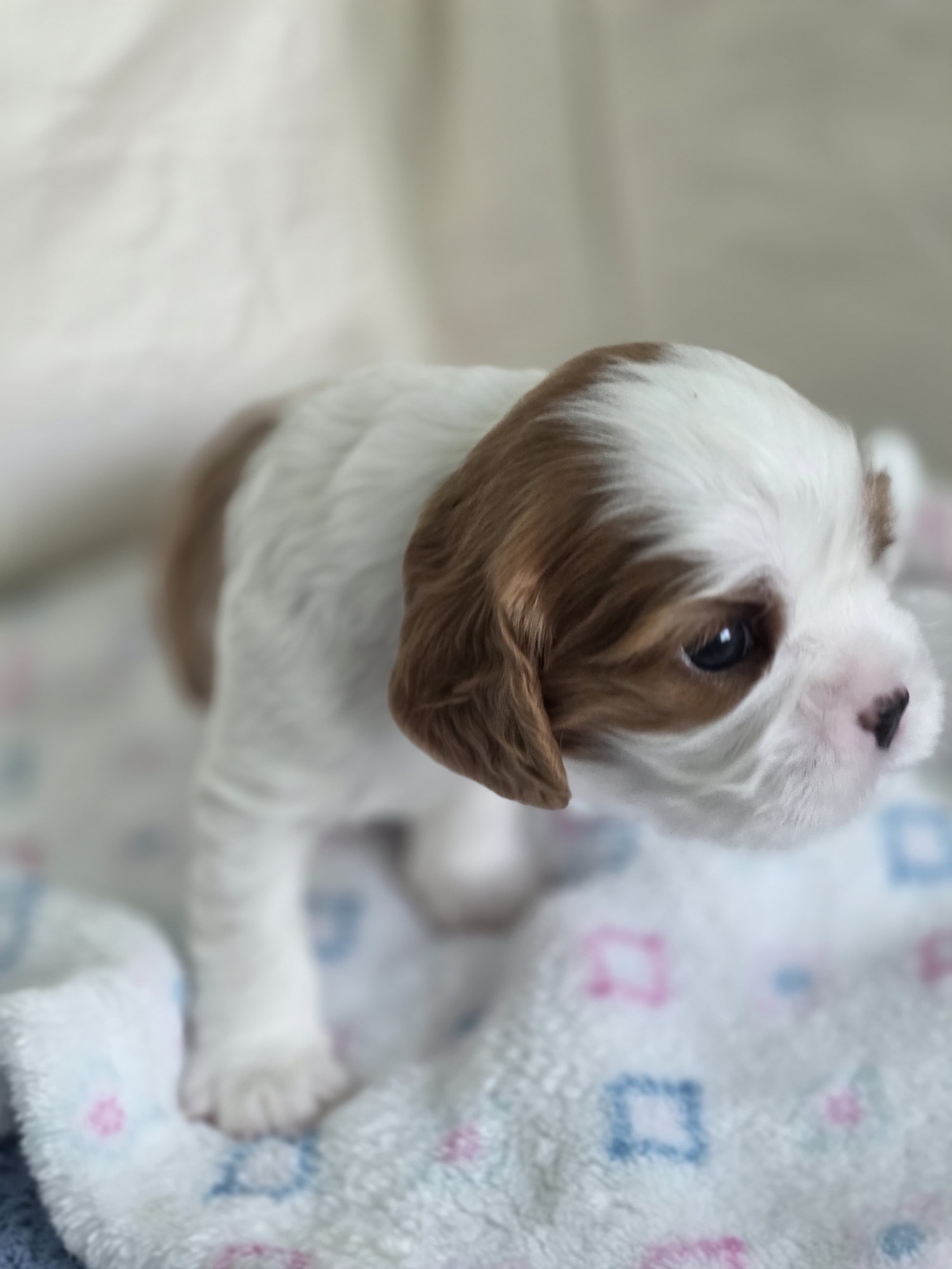 Buster, Male Blenheim Cavalier puppy