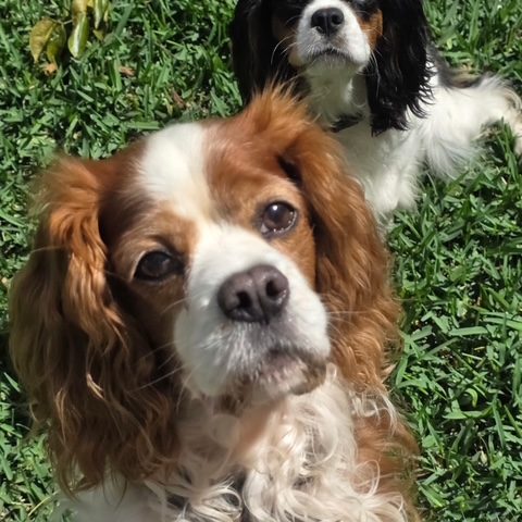 Charlie, our Blenheim Cavalier parent